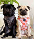 Poppy + Ted - Walk + Wear Flower Power Dog Harness - Nest Pets