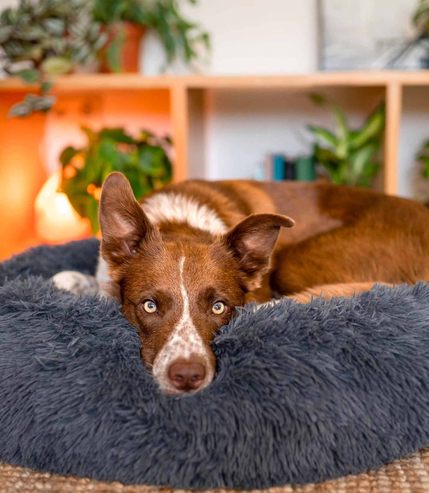 Nest Pets Calming Donut Cuddler Dog Bed - Nest Pets