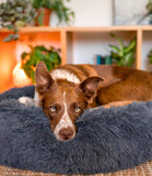 Nest Pets Calming Donut Cuddler Dog Bed - Nest Pets