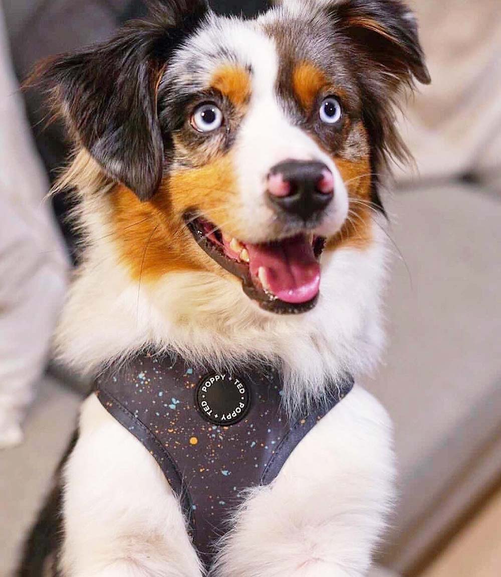 Poppy + Ted - Walk + Wear Gold Dust Dog Harness - Nest Pets
