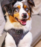 Poppy + Ted - Walk + Wear Gold Dust Dog Harness - Nest Pets