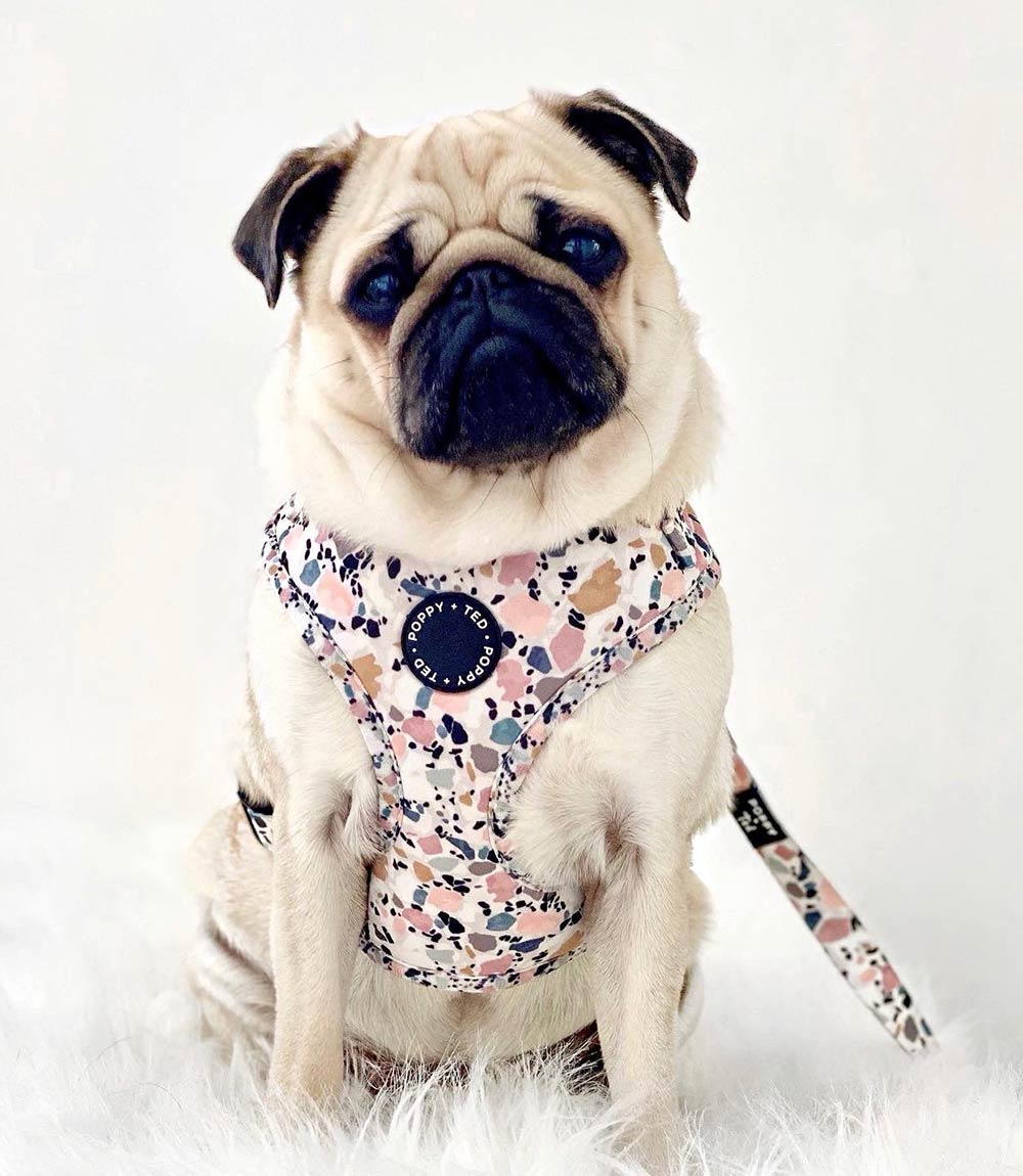 Poppy + Ted - Walk + Wear Party Pup Dog Harness - Nest Pets