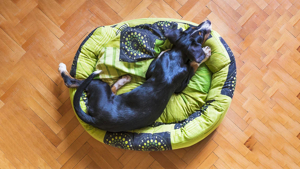 How to make Your Own Donut Dog Bed?