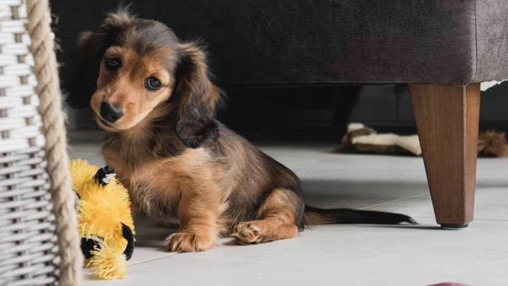 Puppies Leaving Mother at 7 Weeks: What You Need to Know