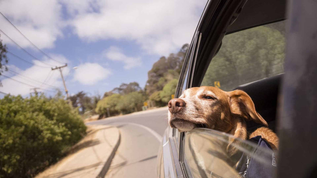 The Importance of Choosing the Correct Dog Harness for Your Vehicle