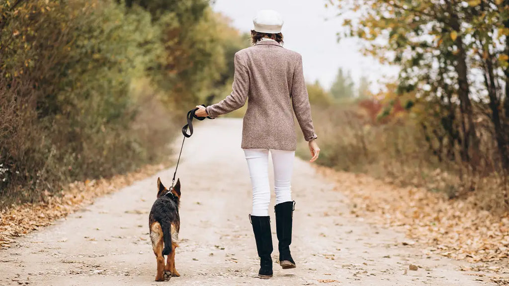 My dog doesn't want to walk? Spicing Up Strolls with dog walking tips!