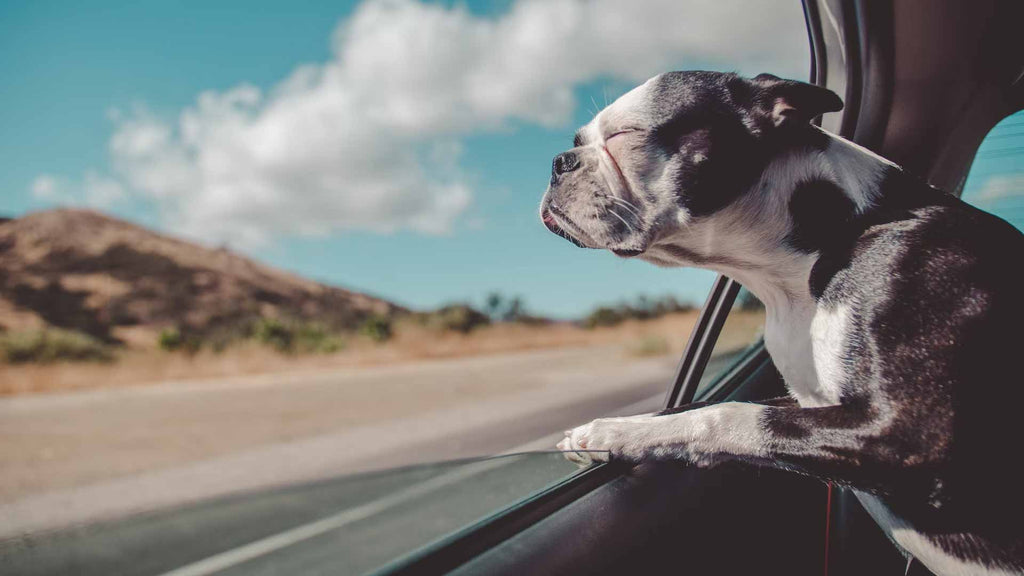 Motion Sickness In Dogs - Tips and Prevention Recommendations