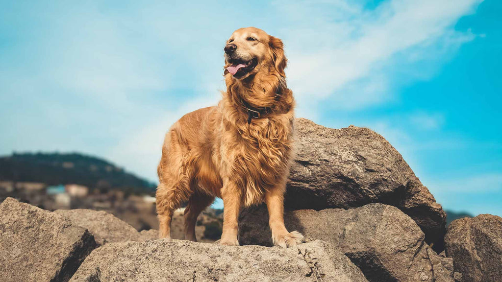 Stopping Golden Retrievers Jumping up on People