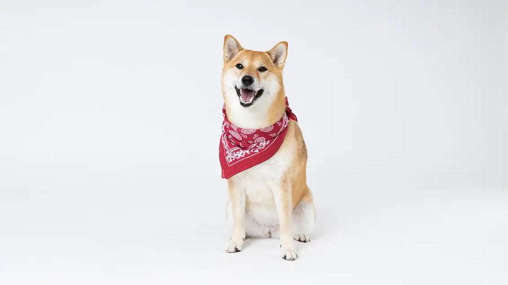 Trendy Dog Bandana Patterns for Fashionable Pups