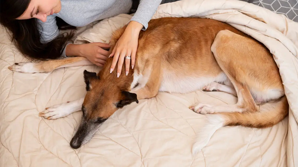 Help! My Dog Howling in sleep: Accessories you should buy to resolve the issue
