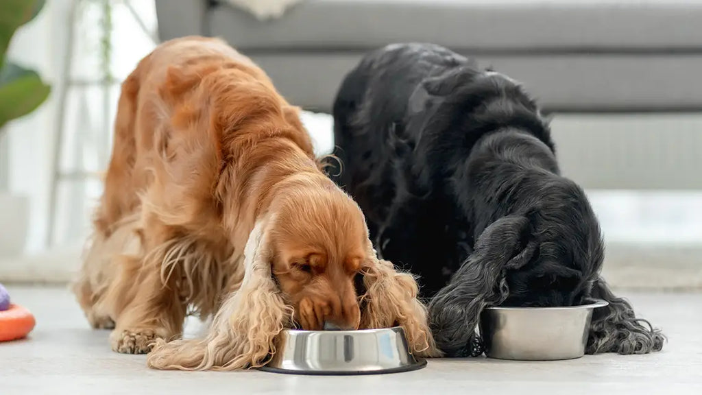 Chewing vs. Destructive Behavior: How the right Dog treats can make a difference?