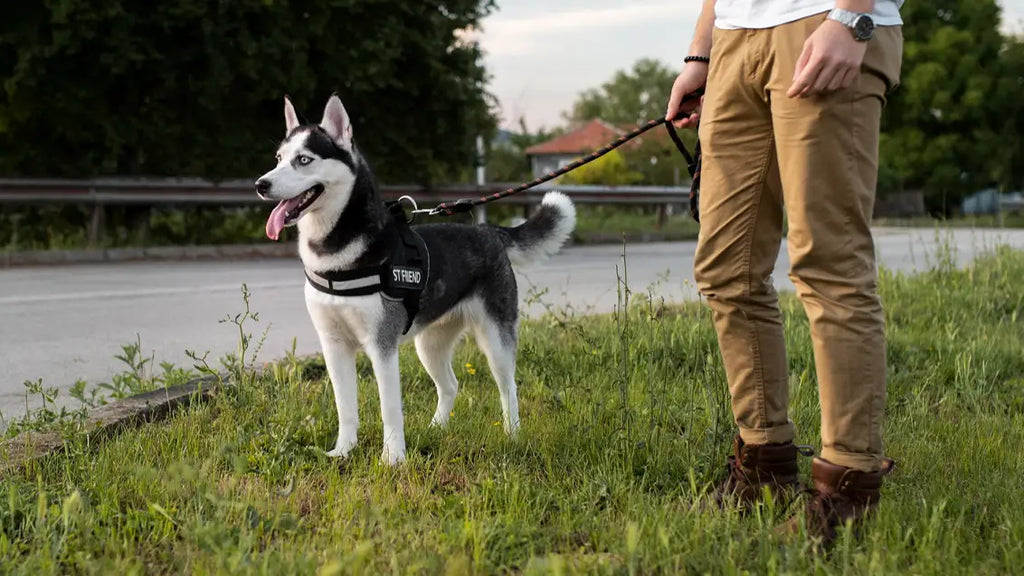 Comparing over The Head Dog Harness and Step in Dog Harness