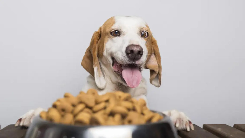 What is the Healthiest Dog Food for Senior Dogs?