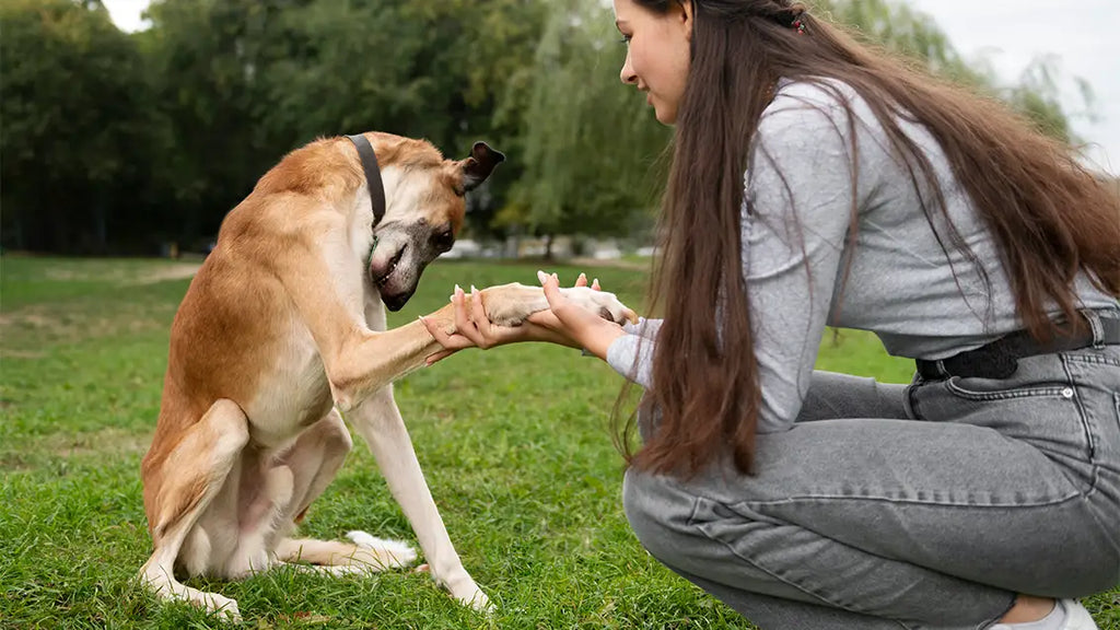 VetIQ Calming Treats and the Battle Against Dog Anxiety