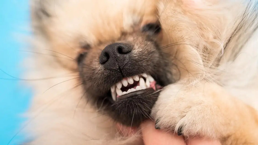 From Start to Finish: When do Puppies Lose Their Baby Teeth?
