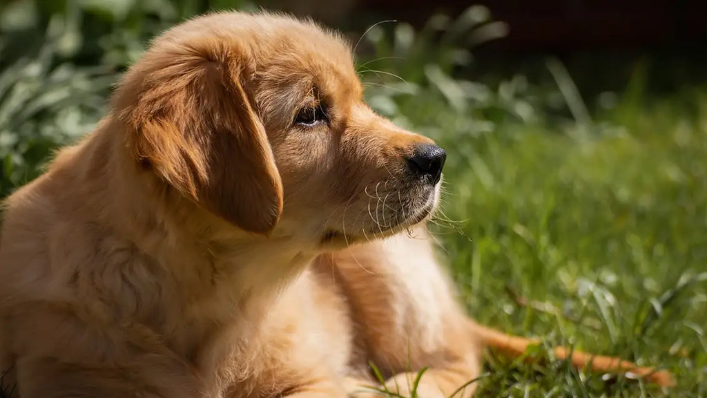 Miniature Golden Retriever Care: Wardrobe, Grooming, Nutrition, Toys, and Accessories