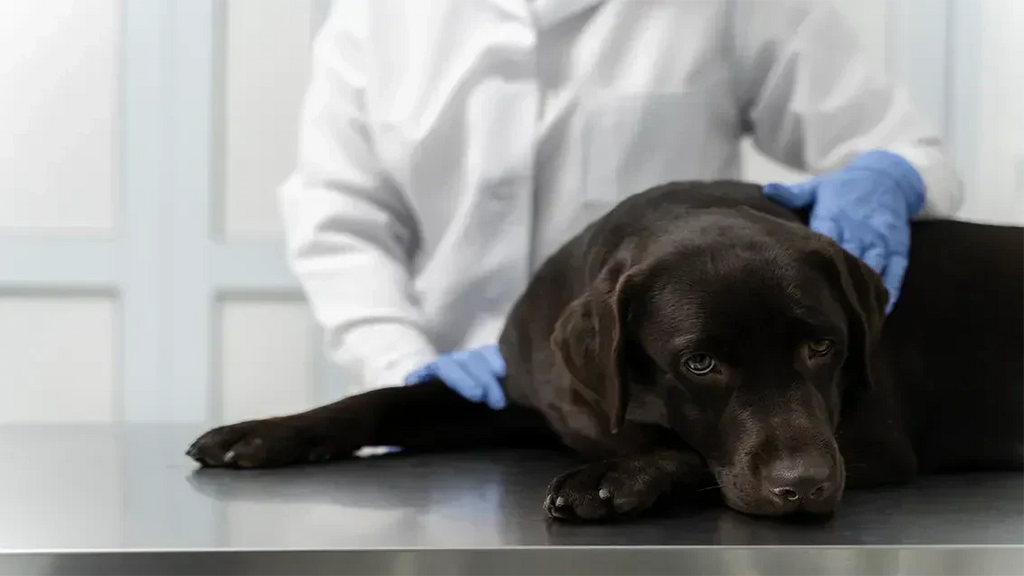 9 Signs your dog needs to be neutered!