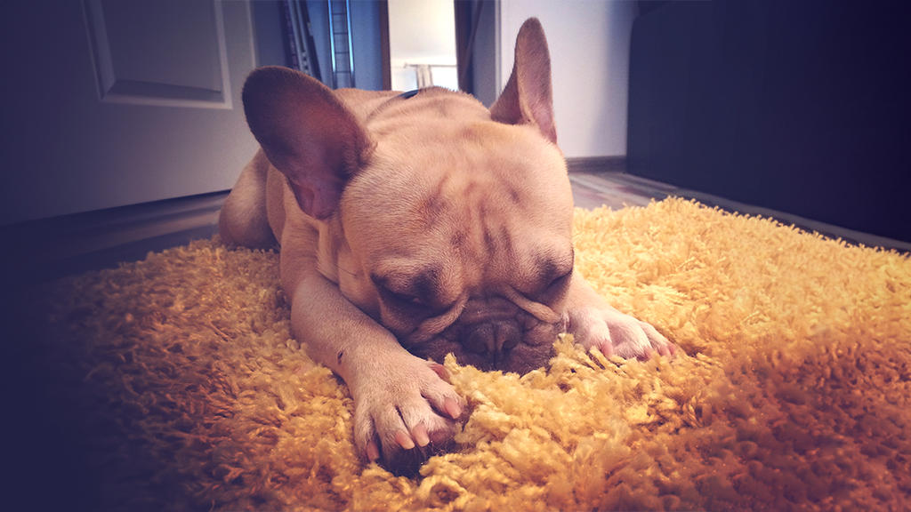 Why do dogs lick their bed - 10 Reasons!