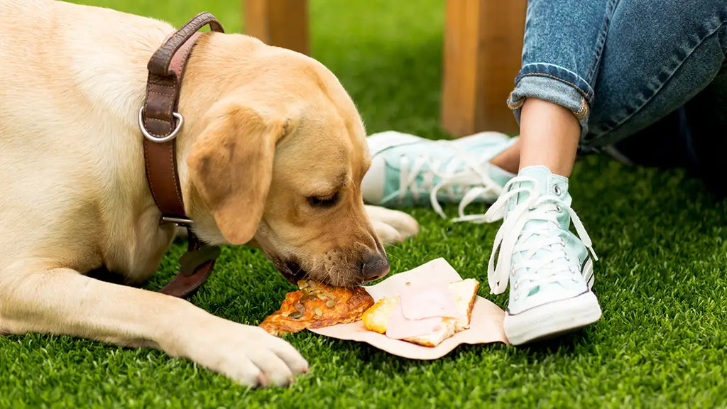 10 Hypoallergenic dog foods: What is the best dog food for allergies?
