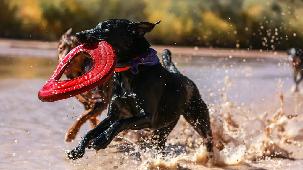 Understanding the Benefits of Dog Water Toys