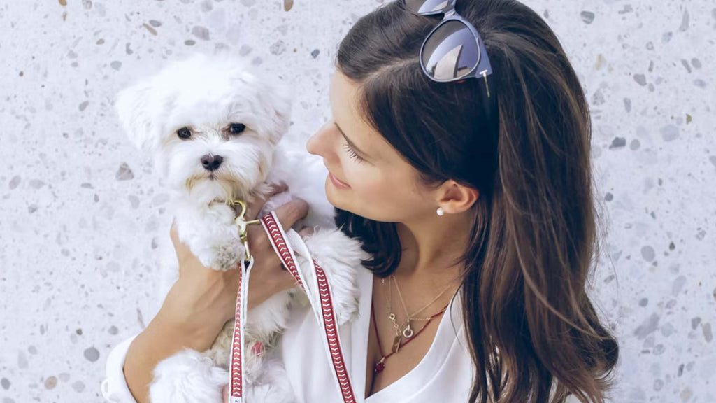 Can Maltese be left alone? Leaving your dog in the house