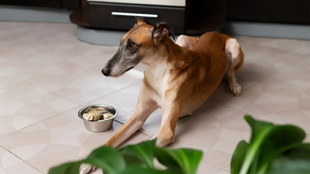Can Dogs Eat Almond Butter?