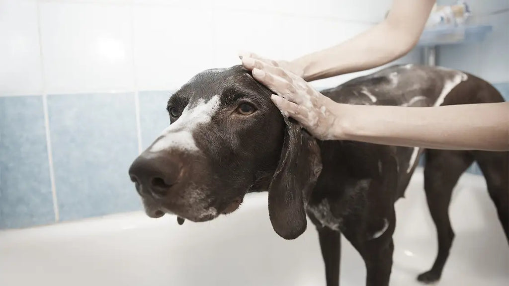 TOP 5 CHALLENGES IN DIRTY DOG GROOMING AND HOW TO OVERCOME THEM