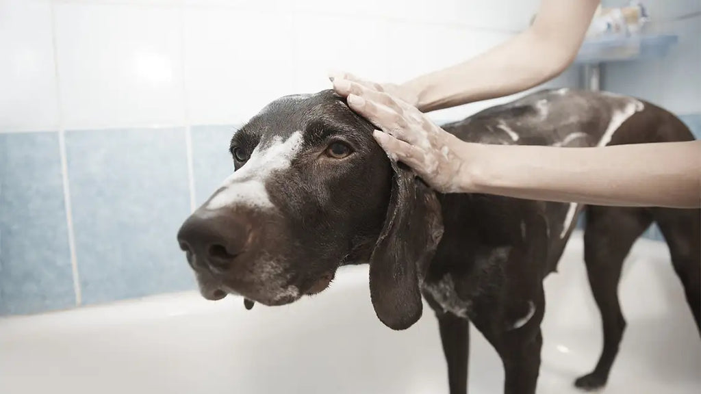 Top 5 challenges in dirty dog grooming and how to overcome them