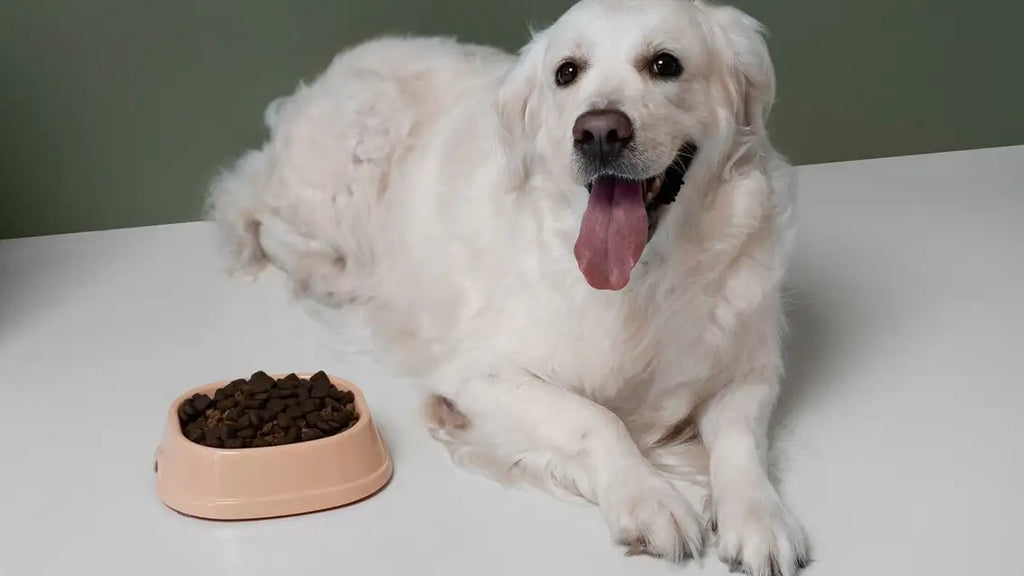 CHOOSING THE PERFECT MODERN DOG BOWLS FOR YOUR FURRY FRIEND