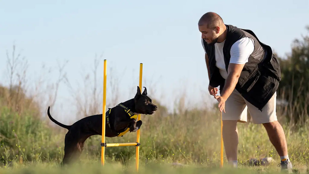 How reward based tools are used in dog board and train programs?