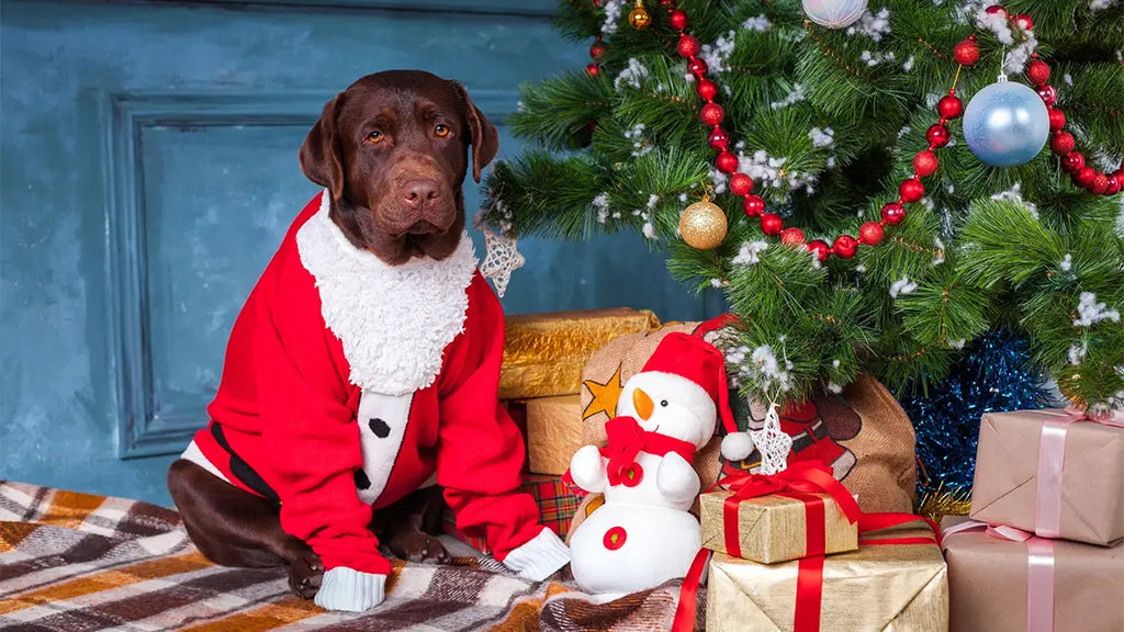 What are the Latest Trends in Dog Christmas Sweater?