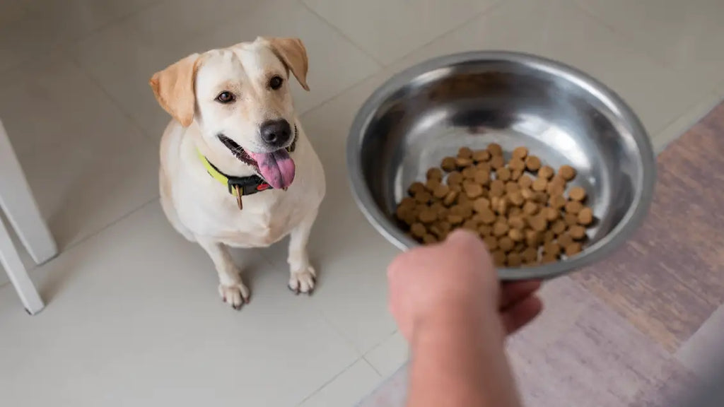 Reading Between the Labels: Red Flag Dog Food Brands to Avoid