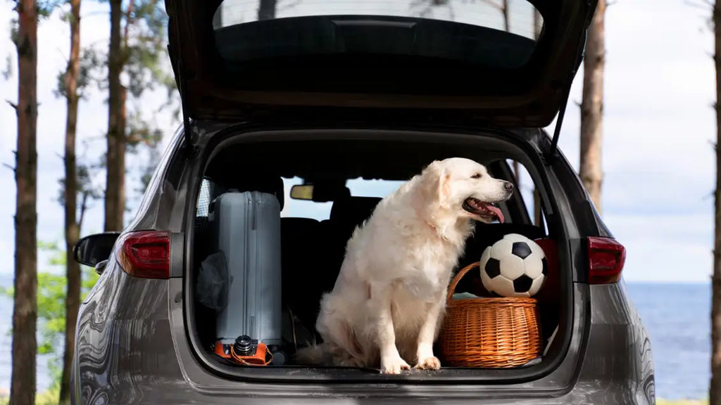 Cruisin' Canines: A Guide to Pet Safety with a Dog Travel Crate