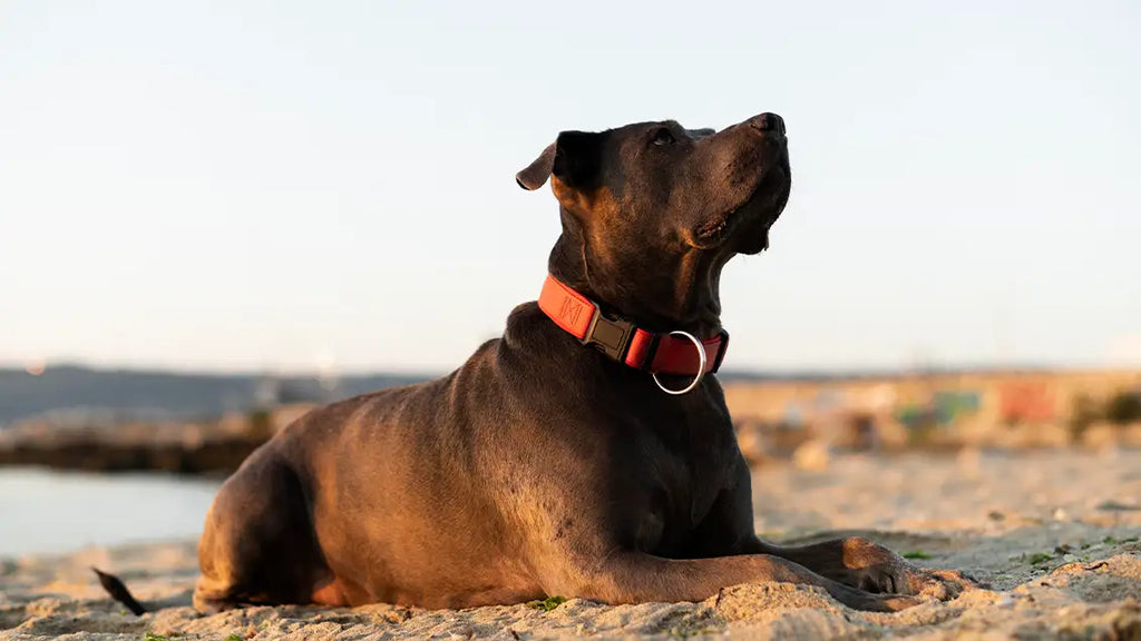 HOW TO IDENTIFY DURABLE DOG COLLARS?