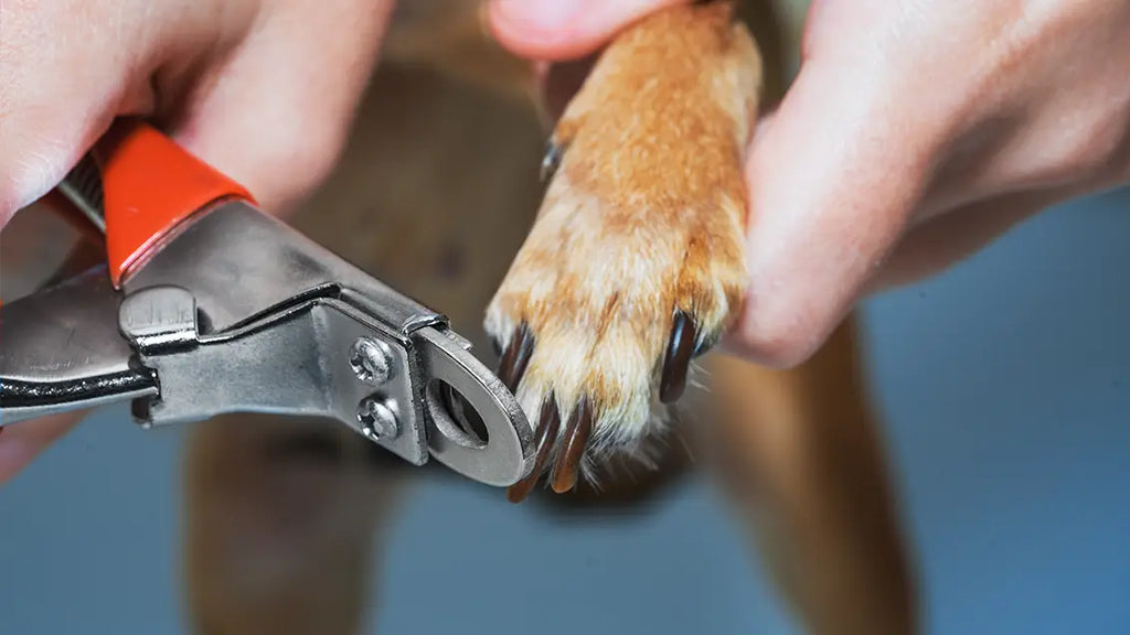 How to cut an Uncooperative Dogs Nails?
