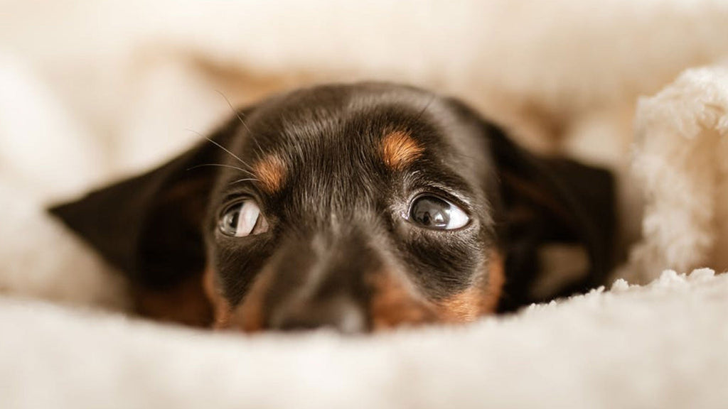 How To Train Your Puppy? Tips and Tricks From Experts