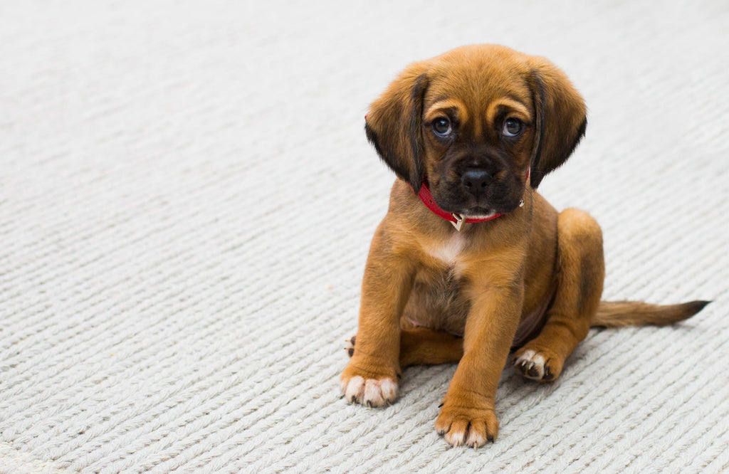 Train Your Dog to Stop Whining