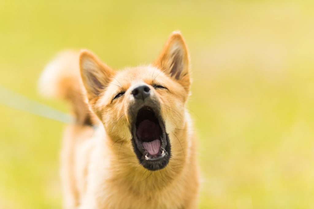How to Stop Your Dog Barking