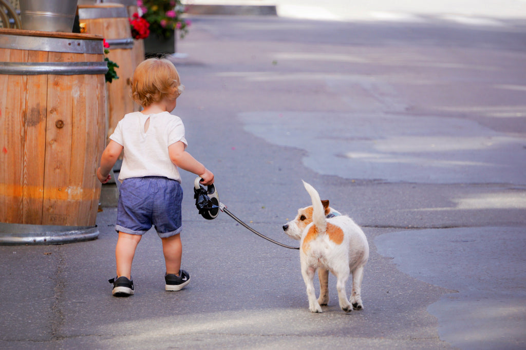 Puppy Training: How to Walk Your Puppy Correctly