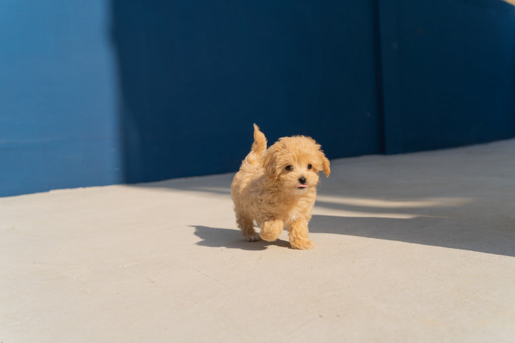 How To Help Puppies That Miss Socialisation In Lockdown?