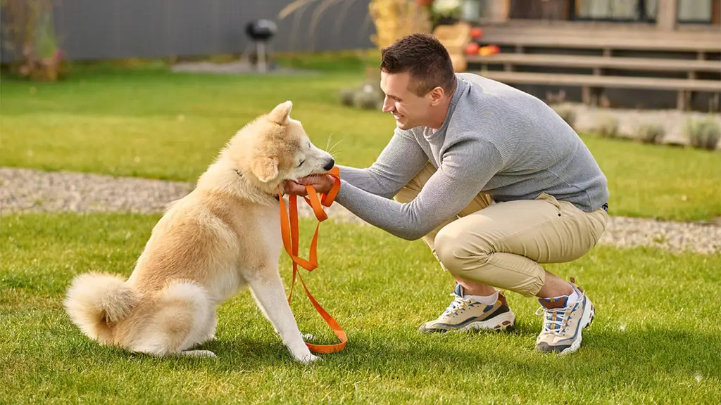 Training Made Simple: Top 10 Easiest Dogs to Train