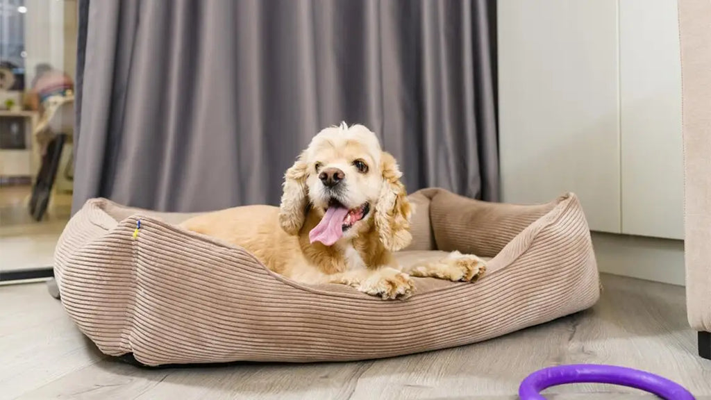 Pamper Your Pooch: The Top Luxury Dog Beds Types for Your Furry Friend