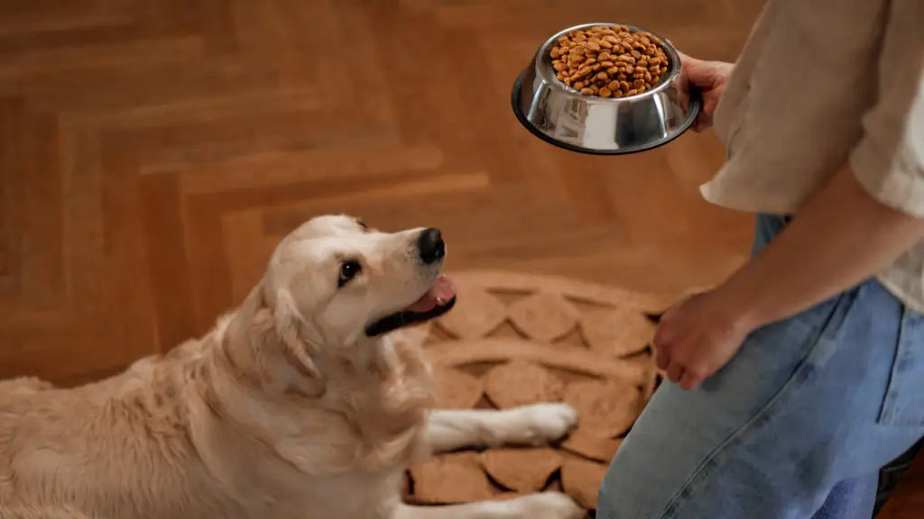 Unveiling the Truth: What is chicken meal in dog food?