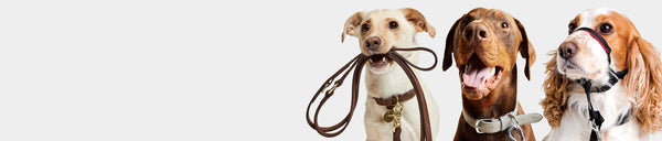 Collars, Harnesses, Leads &amp; Tags