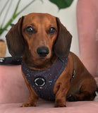 Poppy + Ted - Walk + Wear Gold Dust Dog Harness - Nest Pets