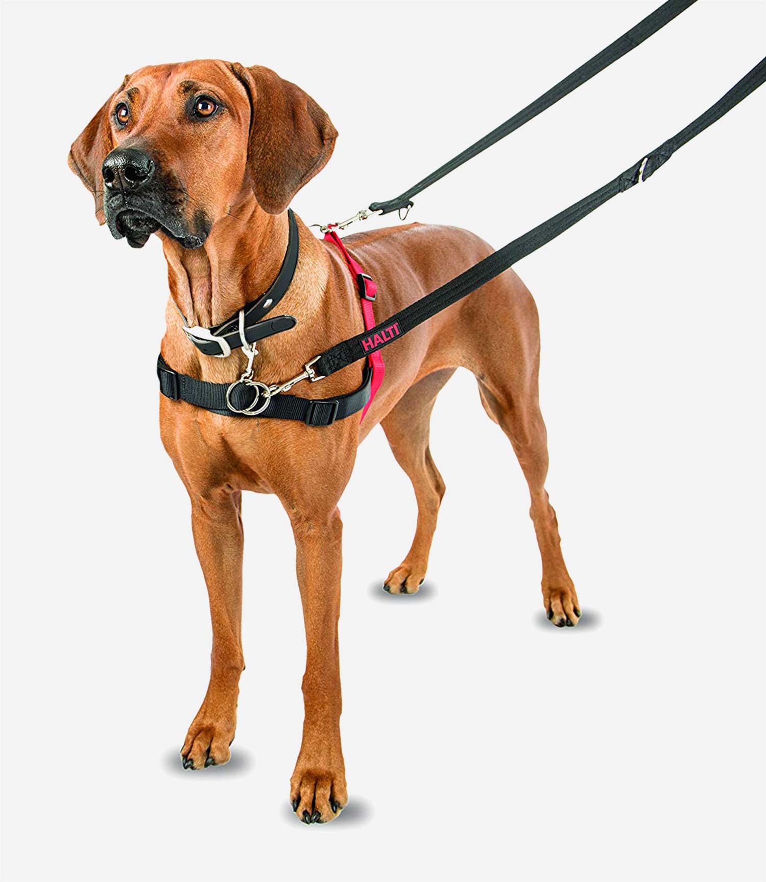 Halti Training Dog Lead - Main Image