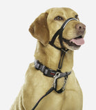 Halti Head Dog Collar - Nest Pets