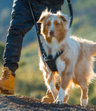 Rogz Utility Explore Dog Harness - Nest Pets
