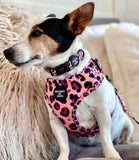 Hounds of Eden 'Blushing Leopard' - Pink Dog Collar - Nest Pets