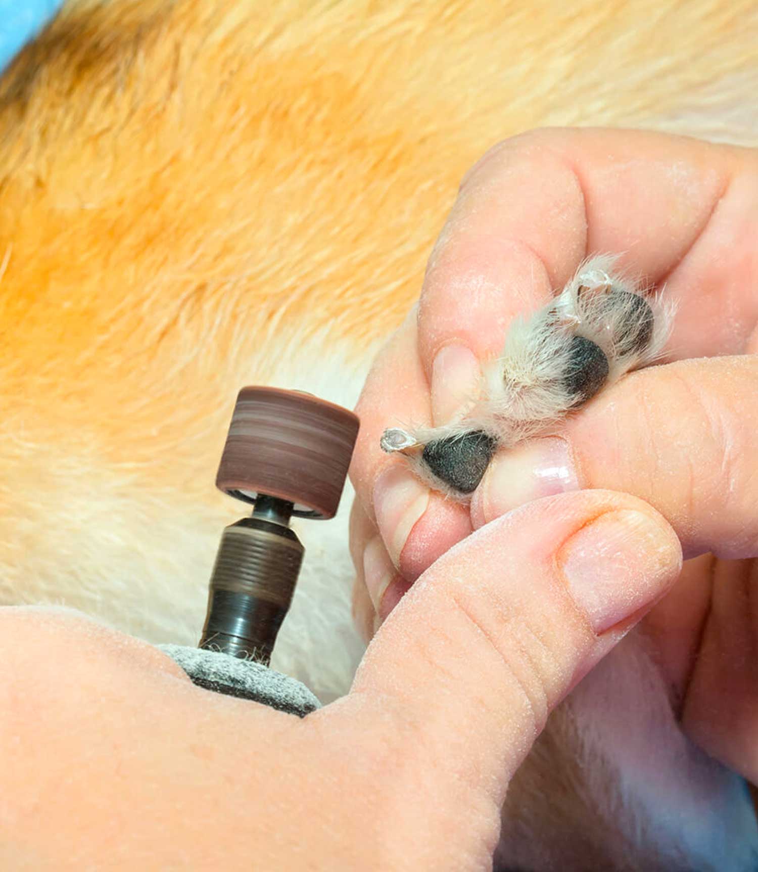 Wahl Pet Battery Nail Grinder - Nest Pets